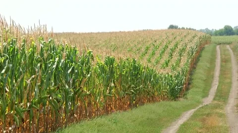 Field of corn during the period of grain filling in the stump Stock Footage 146794249