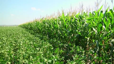 Field of corn during the period of grain filling in the stump Stock Footage 146794268