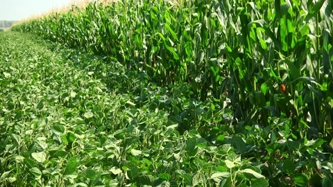 Field of corn during the period of grain filling in the stump Stock Footage 146794270