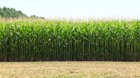 Field of corn during the period of grain filling in the stump Stock Footage 146794291