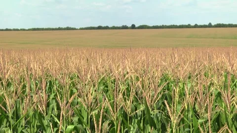 Field of corn during the period of grain filling in the stump Stock Footage 146794300