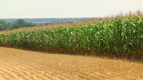Field of corn during the period of grain filling in the stump Stock Footage 146794309