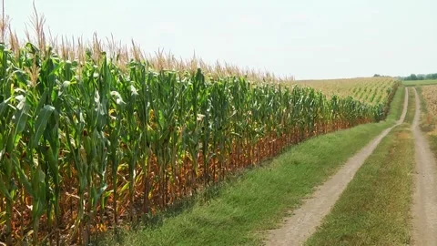 Field of corn during the period of grain filling in the stump Stock Footage 146794310