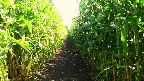 Field of corn during the period of grain filling in the stump Stock Footage 146794311