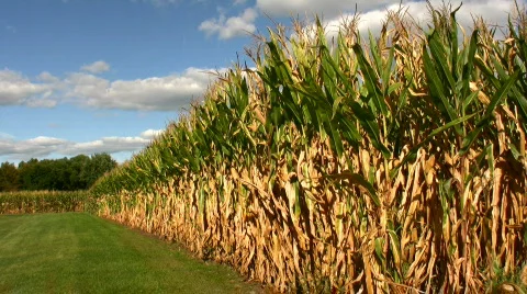 Field corn at the end of the day Stock-Footage 97508