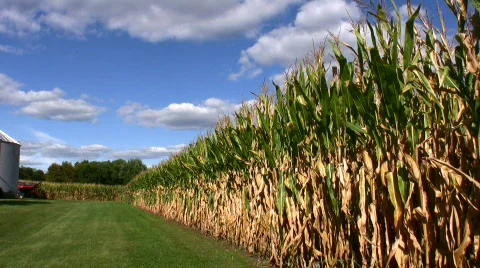 Field corn Видео 97510