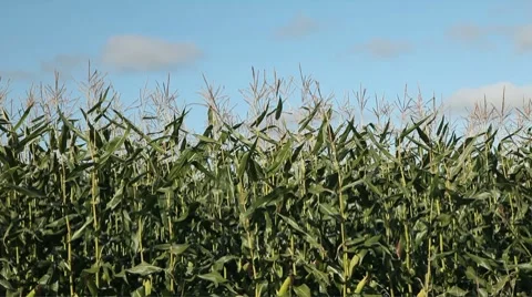Field Corn Stock Footage 8760552