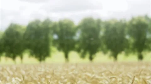 A field of corn Stock Footage 11340718