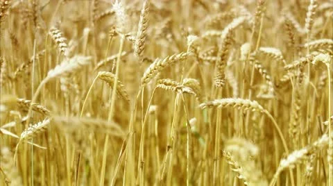 A field of corn Stock Footage 11340733