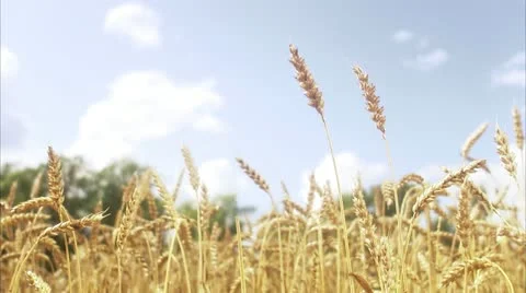 A field of corn Stock Footage 11340743