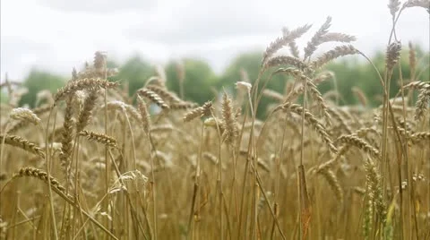 A field of corn Stock Footage 11340761