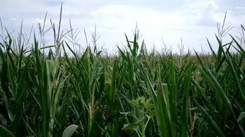 Field of a corn Stock Footage 11723304