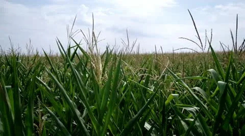 Field of a corn Stock Footage 11723308