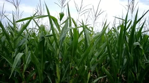 Field of a corn Stock Footage 11723456