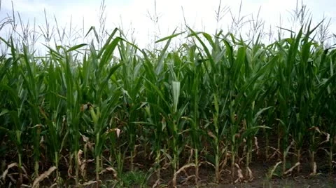 Field of a corn Stock Footage 11723465