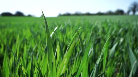 Field of Corn Stock Footage 49654617