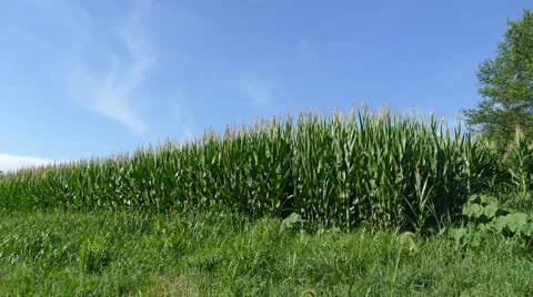 Field of Corn Stock Footage 53278790