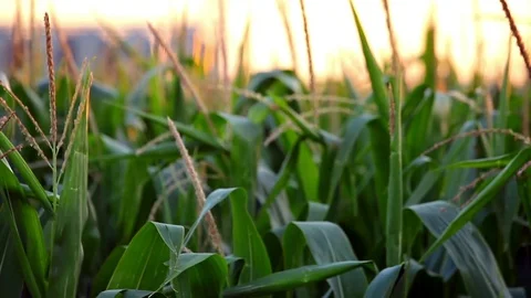 Field of corn Stock Footage 77339438