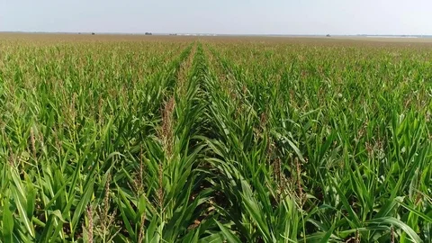 Field corn Stock Footage 78545218