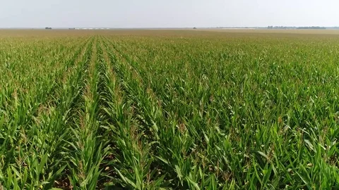 Field corn Stock Footage 78545570