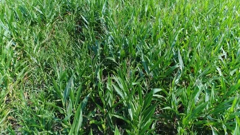 Field corn 스톡 동영상 78558964