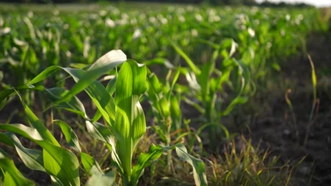 Field of corn Stock Footage 313824701