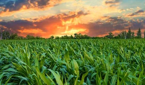 Field corn grows in the field. Selective focus. Stock Photos