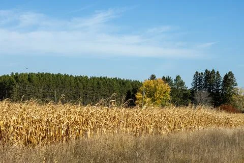 A field of corn at harvest time Stock Photos