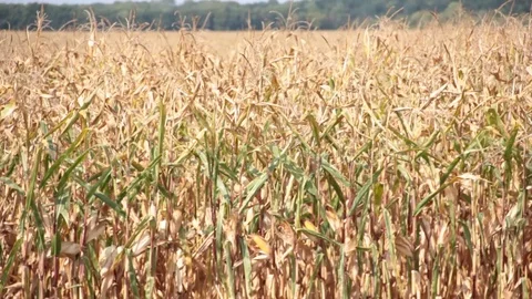 Field corn landscape Stock Footage 80304031
