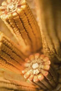 Field corn, (maize) CU of kernels on cob. Stock Photos