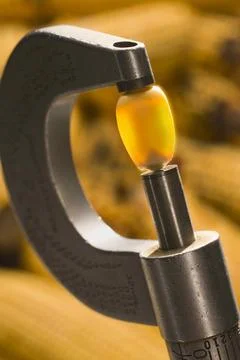 Field corn (Maize) measured by micrometer Stock Photos