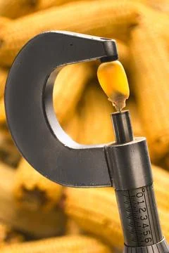 Field corn (Maize) measured by micrometer Stock Photos