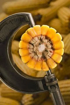 Field corn (Maize) measured by micrometer Stock Photos