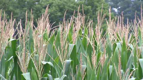 Field Corn Medium 動画素材 36984787