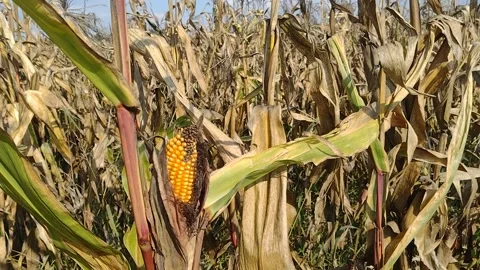 Field with corn in October. The wind blows in the corn field Stock Footage 218304647