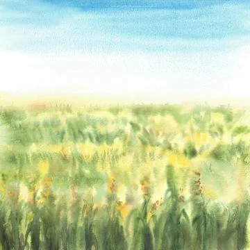 Field of corn or field of green grasses. Watercolor landscape with blue sky Stock-Illustration