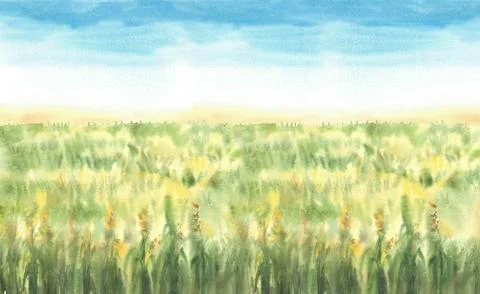 Field of corn or field of green grasses. Watercolor landscape banner with blue Stock Illustration