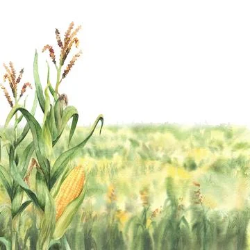 Field of corn or field of green grasses, yellow flowers or crops. Watercolor Stock Illustration