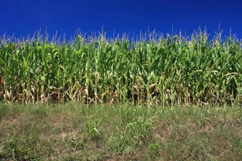 Field of corn Stock Photos