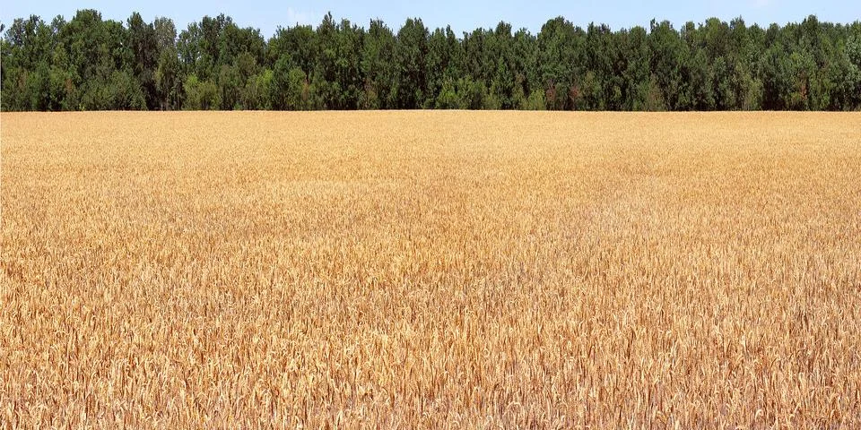 Field corn Stock Photos