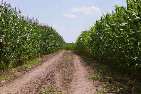 Field of corn Stock Photos