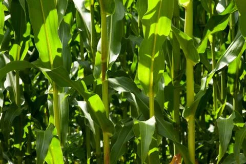 Field of corn Stock Photos
