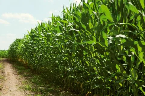 Field of corn Stock Photos