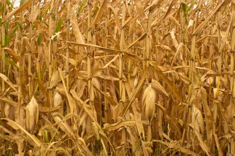Field corn Stock Photos