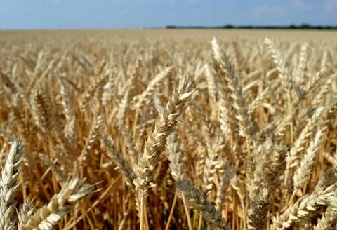 Field corn Stock Photos