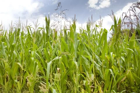 Field of corn Foto stock