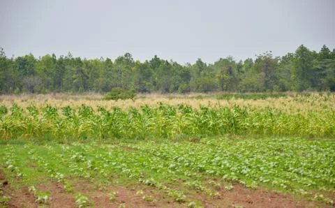 Field of corn Stock Photos