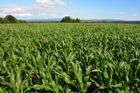 Field of corn Stock Photos