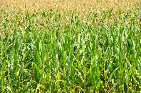 Field of Corn Stock Photos