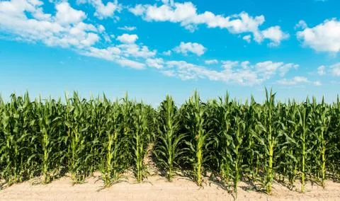 Field with corn Stock Photos